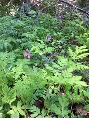 Dicentra formosa formosa