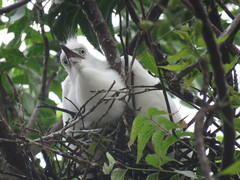 Egretta thula