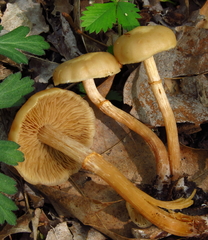 Kuehneromyces marginellus