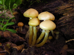 Kuehneromyces marginellus