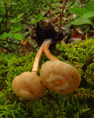 Kuehneromyces marginellus