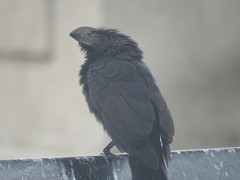 Crotophaga sulcirostris