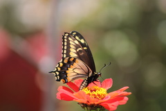 Papilio polyxenes americus