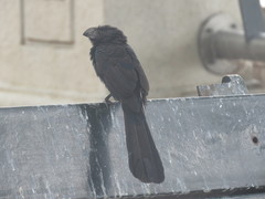 Crotophaga sulcirostris