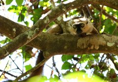 Sanford's Brown Lemur photo 5