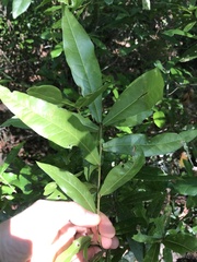 Quercus laurifolia image