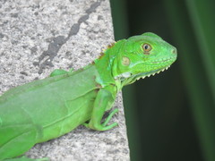 Iguana iguana