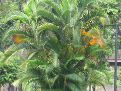 Dypsis lutescens