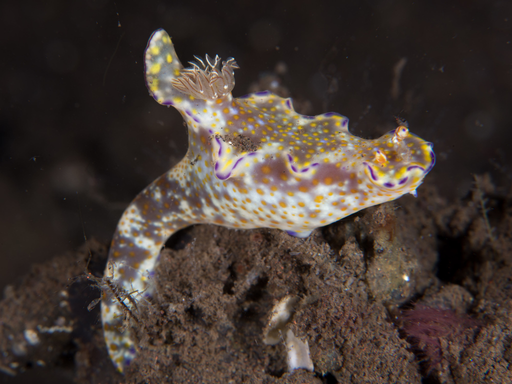 Elongate Pantechnicon Dorid