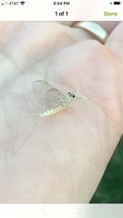 Maccaffertium terminatum terminatum
