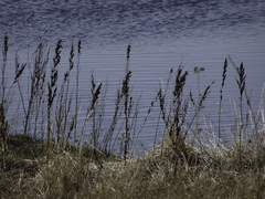 Rumex aquaticus