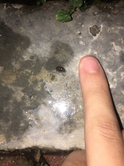 Gastropoda