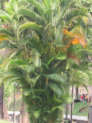 Dypsis lutescens