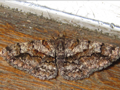 Satoblephara parvularia