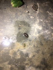 Gastropoda