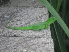 Iguana iguana