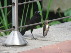 Petrochelidon rufocollaris