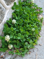 Trifolium repens