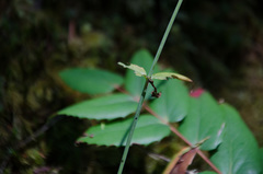 Lilieae