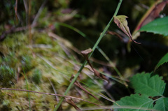 Lilieae