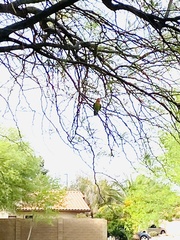 Agapornis roseicollis