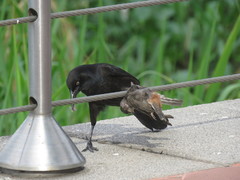 Petrochelidon rufocollaris