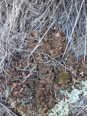 Pseudocyphellaria crocata