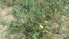 Solanum lycopersicum