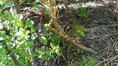 Aurantioporthe corni