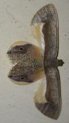 Opisthoxia uncinata