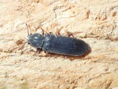 Lyctus