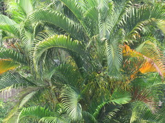 Dypsis lutescens