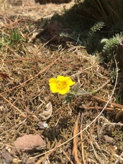 Potentilla candicans