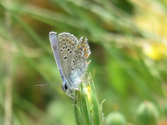Polyommatus thersites