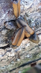 Corymbitodes tarsalis