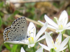 Pseudophilotes baton
