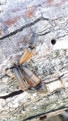 Corymbitodes tarsalis