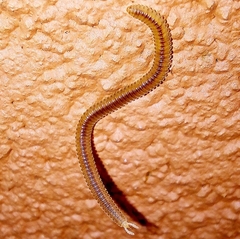 Siphonophoridae