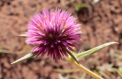 Gomphrena canescens
