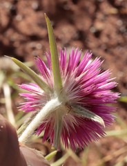 Gomphrena canescens