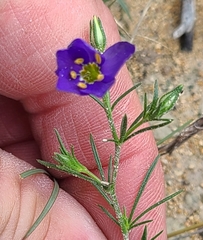 Giliastrum rigidulum