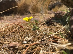 Potentilla candicans