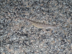 Callisaurus draconoides rhodostictus