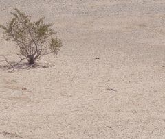 Callisaurus draconoides rhodostictus