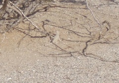 Callisaurus draconoides rhodostictus