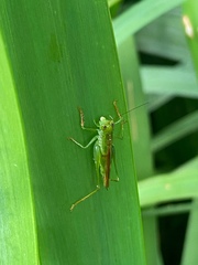 Cephalophlugis cephalotes