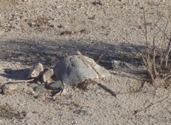 Callisaurus draconoides rhodostictus