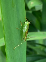 Cephalophlugis cephalotes