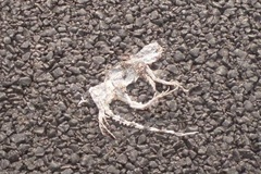 Callisaurus draconoides rhodostictus