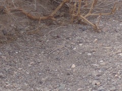 Callisaurus draconoides rhodostictus